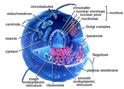 The Eukaryotic Cell | Biochemistry by Ness